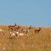 Pronghorn Herd