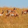 Pronghorn Herd