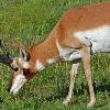 Pronghorn Buck