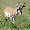 Pronghorn Buck