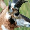 Pronghorn Buck Profile
