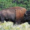 Custer State Park - Bison