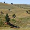 Trees - Custer State Park