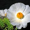 Custer State Park - White Flower