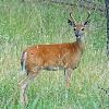 White Tail Buck