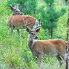 White Tail Bucks