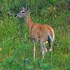 White Tail Deer - Doe