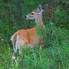White Tail Deer - Fawn