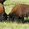 Fighting Bison