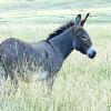 Wild Burro