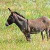 Wild Burro