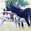 Wild Burro - Nursing Foal