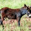 Wild Burro Foal