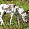 Wild Burro Foal