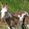 Wild Burro Foal