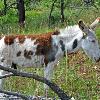 Wild Burro Foal