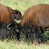 Fighting Bison