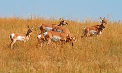 Pronghorns at Custer State Park