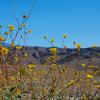 Desert Daisies