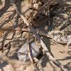 Desert Iguana