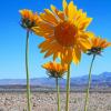 Desert Sunflower