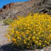 Death Valley Color