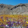 Desert Flowers