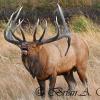Monster Bull Elk