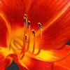 Orange Lily