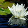 Water Lily Reflections