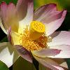 Lotus Flower