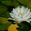 Water Lily