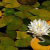 Water Lily