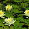 Water Lilies