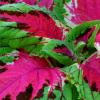 Coleus