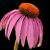 Cone Flower