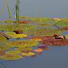 Lily Pads