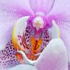 Orchid Macro Close-Up