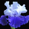 Blue and White Iris