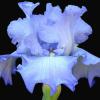 Light Blue Iris