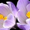 Crocuses Close- Up