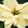 White Poinsettia