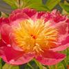 Peony