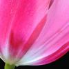 Backlit Pink Tulip