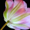 Backlit Tulip