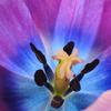Colorful Tulip Macro