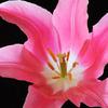 Pink Tulip Close-Up