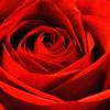 Red Rose Macro