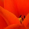 Macro Tulip