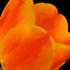 Orange Tulip